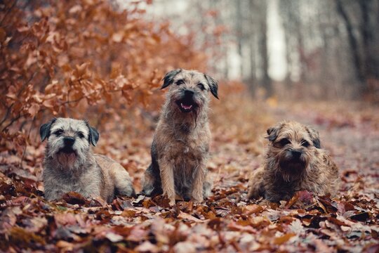 border terrier