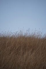 Obraz premium sand dunes in the wind