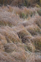 sand dunes and grass