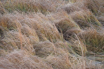 grass in the wind