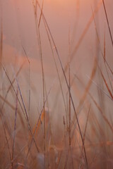 reeds in the morning