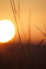 sunset over the field