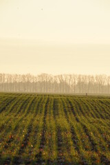 vineyard in the country