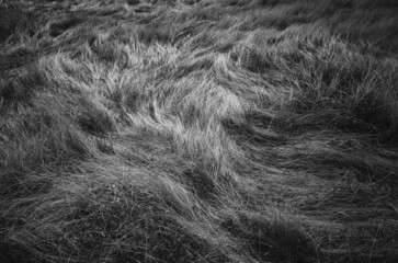 Black and white field of grass
