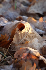 autumn leaves on the ground