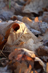 autumn leaves in the snow