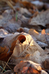 autumn leaves on the ground