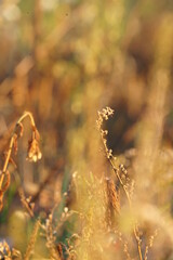 autumn leaves in the sun