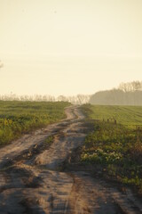 Fototapeta premium road in the morning
