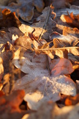 autumn leaves on water