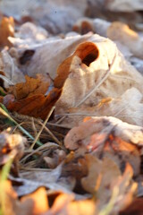 autumn leaves on the ground
