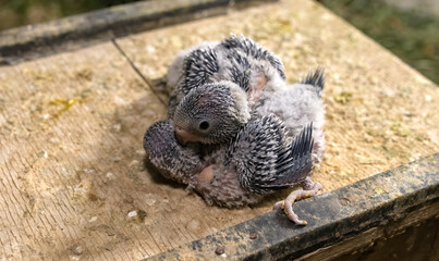 a small wavy parrot that has just hatched from an egg