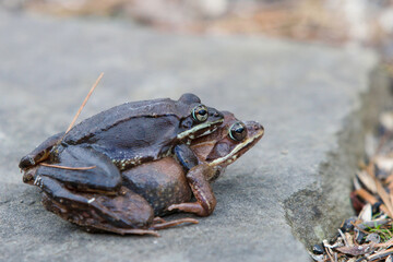 wood frogs clapsing