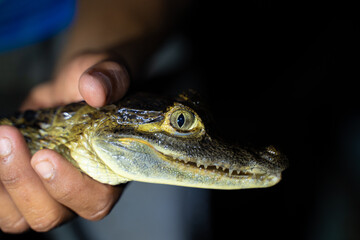 Discovery of baby caiman during a nocturnal canoe trip, Amazonia, Colombia