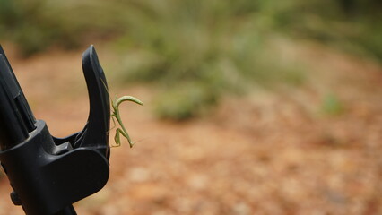 mantis, hand, garden, water, nature, rifle, equipment, metal, grass, tree, handlebar, handle, 