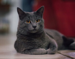 Portrait of pet cat gray color with yellow eyes.