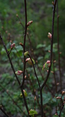 buds on a branch