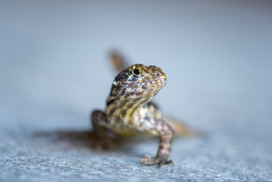 A selective focus shot of a curlytail lizard that is indigenous to the Cayman Islands. This little fella was snapped while scurrying towards the camera