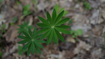 close up of a plant