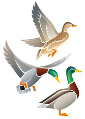 Naklejka premium Stylized Birds - Wild Duck - Mallard