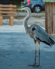 Greay heron standing on the fishing pier