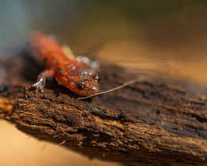 Southern Red-backed Salamander on the wood