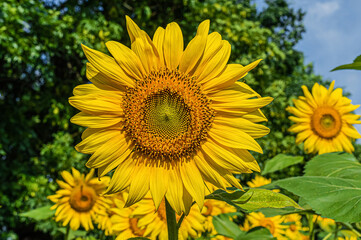 Fototapeta premium Blooming sunflower on field in summer