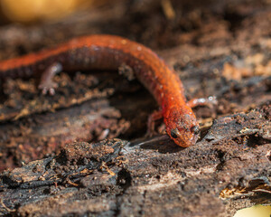 Brown wood with an insect