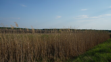 dunes in the morning
