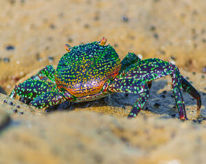 Back crab on the rocks