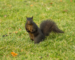 Naklejka na ściany i meble squirrel standing in the grass