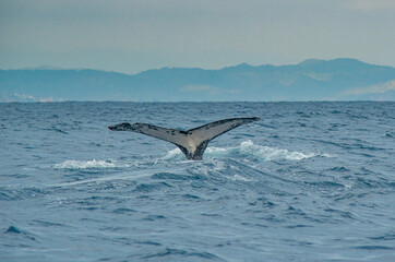 WHALE TAIL IN TO THE SEA