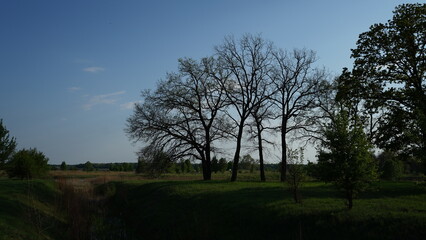 sunset in the forest