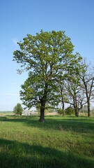 tree on a meadow