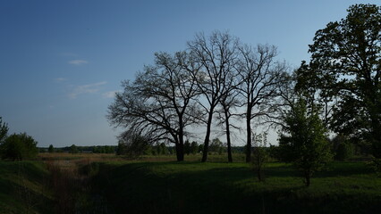 Fototapeta na wymiar trees in the morning