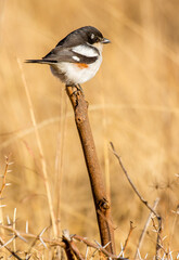 Southern Fiscal, South Africa