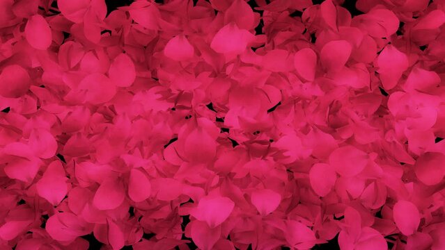 Red rose petals transition on transparent alpha channel background. Good for weddings, Valentine's Day, Mothers Day transitions and reveals.