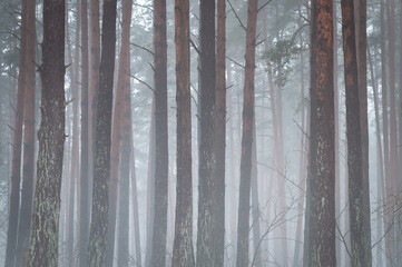 Trees in a misty forest in winter