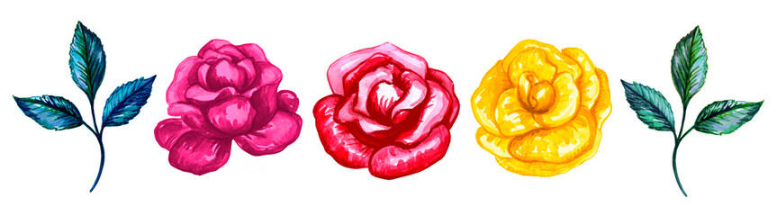 Collection of watercolor festive illustrations of roses flowers. Set of roses flowers