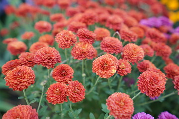 red and yellow flowers