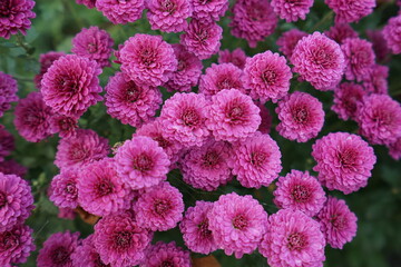 pink and white flowers