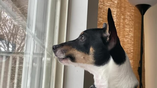 Close up A Toy Fox Terrier dog pet with separation anxiety barking at someone that walked past the house at the front window. Concept: Alert barking.