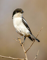 Southern Fiscal, South Africa