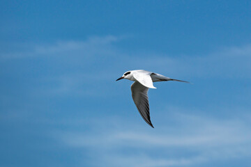 Fototapeta premium Tern, a common shore bird along beaches and barrier islands, in flight against a blue sky.