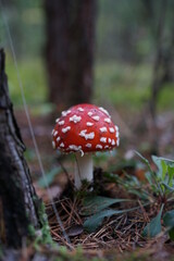 red mushroom in the forest
