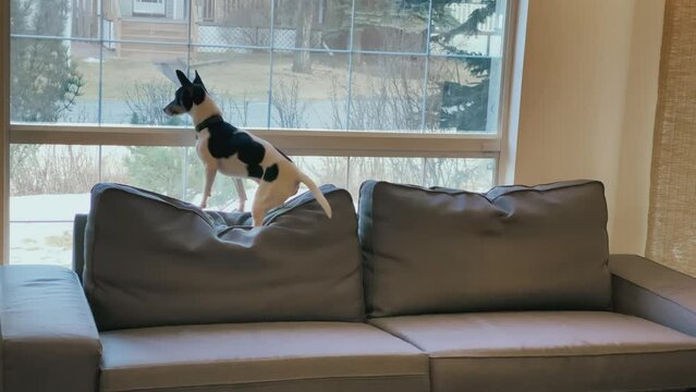 A Toy Fox Terrier Dog Pet Sitting On A Coach With Separation Anxiety Waiting For Owner.