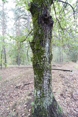 Naklejka premium tree in the woods