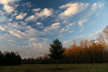 Obraz premium autumn landscape with trees and clouds