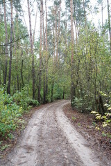 path in the woods