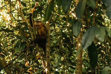Capuchin Monkey at Tayrona Park - Mono Capuchino en el Parque Tayrona
